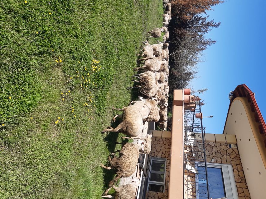 Thessaloniki:Greek Cooking Class and Meal at a Farm A - Picking vegetables and learning Greek farm life