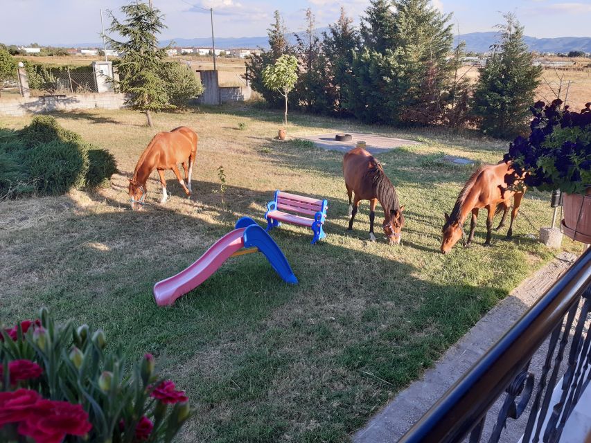 Thessaloniki:Greek Cooking Class and Meal at a Farm A - The family welcome is the real centerpiece