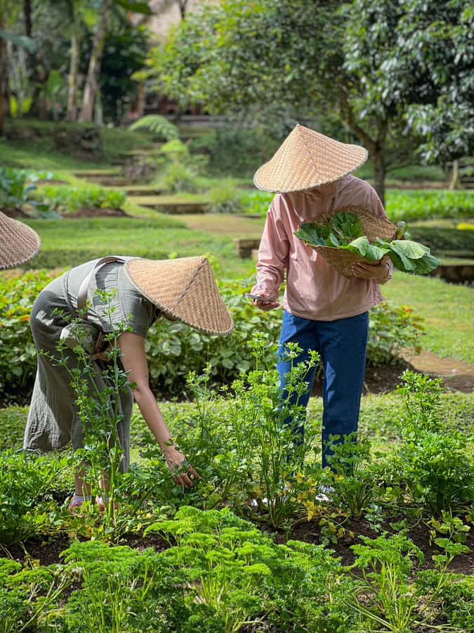 Ubud: Organic Farm Harvest, Bali Cooking Class by Pemulan - The advanced class for serious food fans
