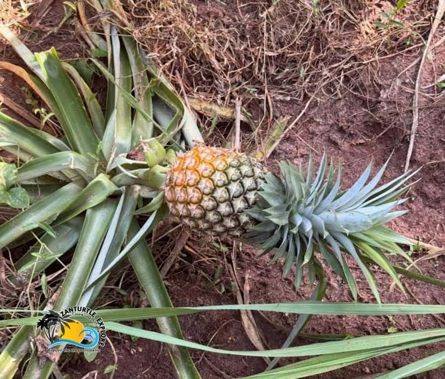 Zanzibar: Spice Farm Tour and Cooking Class with Lunch - Should you book the Zanzibar spice farm experience?