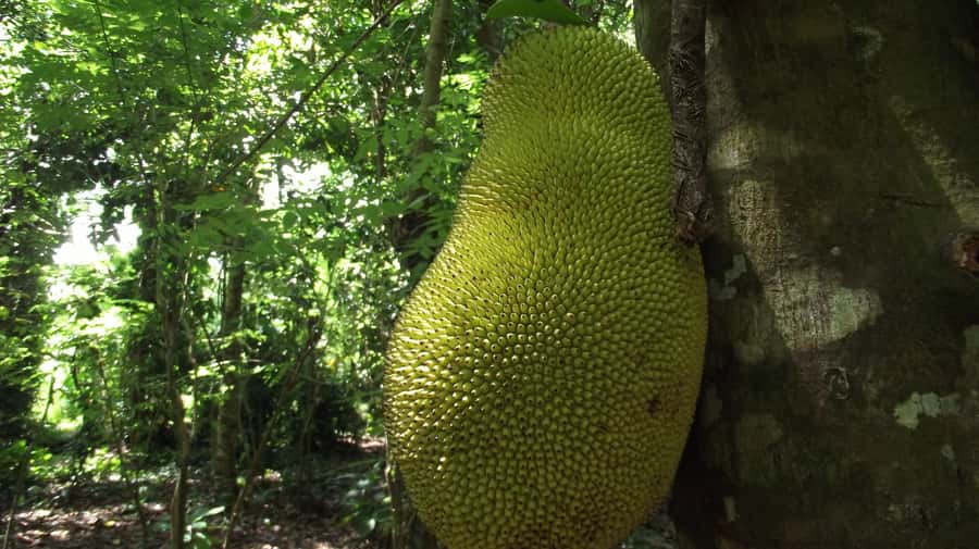 Zanzibar: Spice Farm Tour with Traditional Cooking Lesson - Why Zanzibar Is Called the Spice Islands